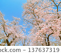 Blue sky and vibrant cherry blossoms 2 Blue sky and vibrant cherry blossoms 2 137637319