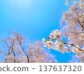 Blue sky and vibrant cherry blossoms 3 Blue sky and vibrant cherry blossoms 3 137637320