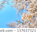 Blue sky and vibrant cherry blossoms 4 Blue sky and vibrant cherry blossoms 4 137637321