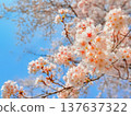 Blue sky and vibrant cherry blossoms 5 Blue sky and vibrant cherry blossoms 5 137637322
