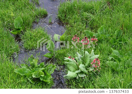 在信州美之原高原的濕地中,可以看到美麗的報春花花序,淡粉紅色的花朵圍繞著花序中心呈環狀綻放。 在信州美之原高原的濕地中,可以看到美麗的報春花花序,淡粉紅色的花朵圍繞著花序中心呈環狀綻放。 137637433