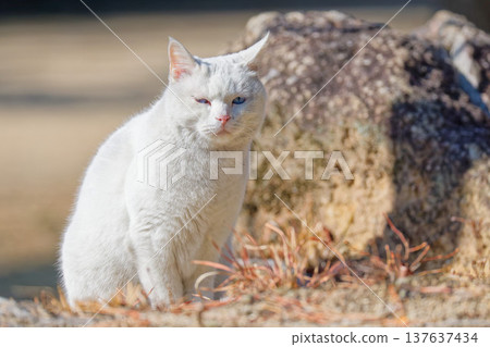 一隻白貓坐在草地上 137637434