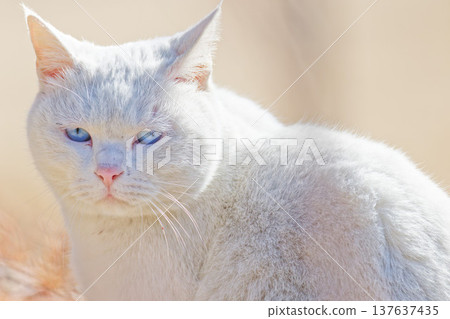 A close-up of a white cat in backlight. A close-up of a white cat in backlight. 137637435