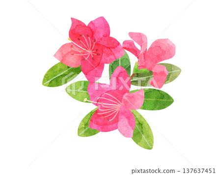 一幅以杜鵑花為靈感，以水彩風格繪製的插畫。 137637451