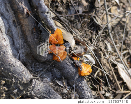 Hiiro mushroom growing on rotting wood 137637548