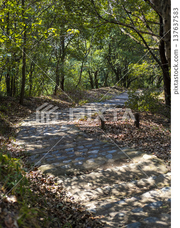 A mountain path with sunlight filtering through the trees 137637583