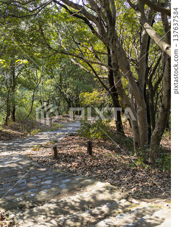 A mountain path with sunlight filtering through the trees 137637584