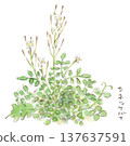 A watercolor illustration of the early spring plant, Cardamine hirsuta (seed-pickling flower). 137637591
