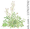 A watercolor illustration of the early spring plant, Cardamine hirsuta (seed-pickling flower). 137637592