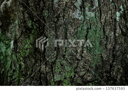 Bark tree 137637593