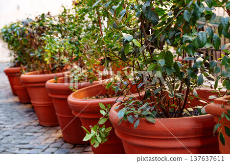 Flowers and plants in pots line a cobblestone path in a sunny area of a town Flowers and plants in pots line a cobblestone path in a sunny area of a town 137637611