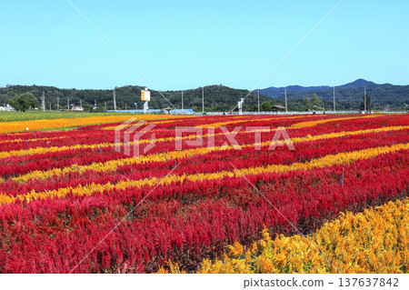 Goseokjeong flower garden in Cheorwon-gun, Gangwon-do, where mandrakes are in bloom Goseokjeong flower garden in Cheorwon-gun, Gangwon-do, where mandrakes are in bloom 137637842