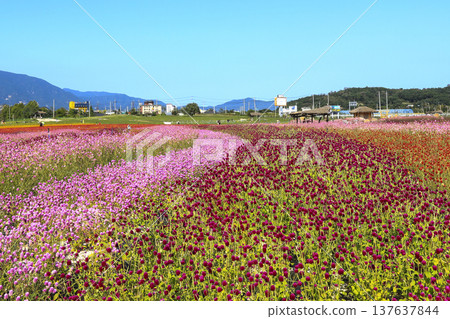 Goseokjeong flower garden in Cheorwon-gun, Gangwon-do, where zinniass are in bloom 137637844