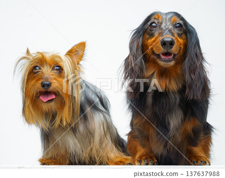 Close-up view of two dogs, a long-haired dachshund and an Australian Silky Terrier, sitting and lying next to each other, on a white background, isolated Close-up view of two dogs, a long-haired dachshund and an Australian Silky Terrier, sitting and lying next to each other, on a white background, isolated 137637988