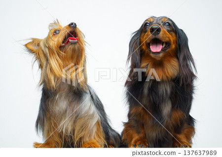 Close-up view of two dogs, a long-haired dachshund and an Australian Silky Terrier, sitting and lying next to each other, on a white background, isolated Close-up view of two dogs, a long-haired dachshund and an Australian Silky Terrier, sitting and lying next to each other, on a white background, isolated 137637989