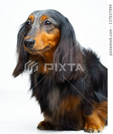 A vertical view of a long-haired black and tan dachshund sitting and its face looking straight ahead, against a white background, isolated A vertical view of a long-haired black and tan dachshund sitting and its face looking straight ahead, against a white background, isolated 137637994