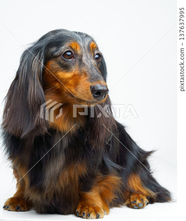 A vertical view of a long-haired black and tan dachshund sitting and its face looking straight ahead, against a white background, isolated A vertical view of a long-haired black and tan dachshund sitting and its face looking straight ahead, against a white background, isolated 137637995