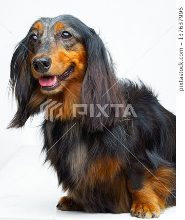 A vertical view of a long-haired black and tan dachshund sitting and its face looking straight ahead, against a white background, isolated 137637996