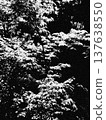 在樹的雪 137638550
