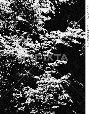在樹的雪 137638550
