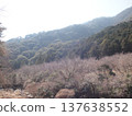山中盛開的山櫻 137638552