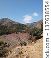 梅花樹林在山上 137638554
