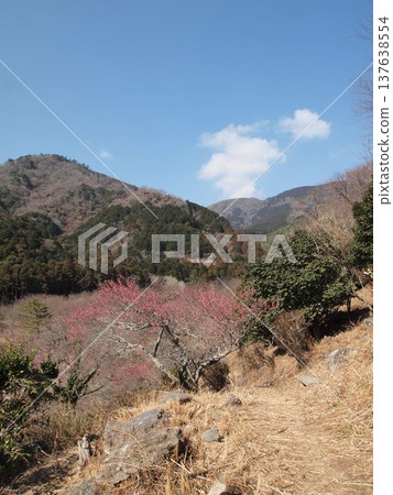 梅花樹林在山上 137638554