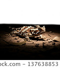 Thorny Devil Lizard on Arid Ground with Sharp Spikes and Textured Skin in Warm Tones 137638853