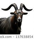 Majestic Black Goat Portrait with Large Horns Isolated on White Background 137638854