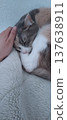 貓咪怎麼也不肯醒來。 137638911