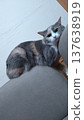 這個制度會不會太苛刻了？ 137638919