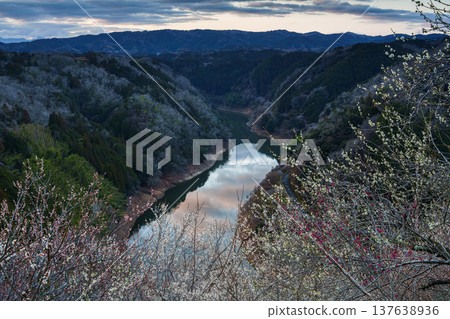 Lake Tsukigase reflecting the morning sky and the plum blossoms in full bloom at Tsukigase Baikei in Nara ② Lake Tsukigase reflecting the morning sky and the plum blossoms in full bloom at Tsukigase Baikei in Nara ② 137638936
