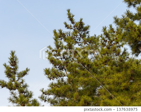 pine tree with pine cone pine tree with pine cone 137638975