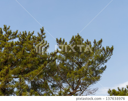 松樹與松果 松樹與松果 137638976