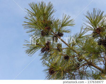 pine tree with pine cone 137638977