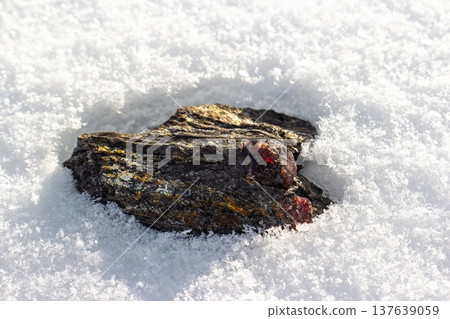 Vibrant red almandine garnets gleam within dark mica schist, strikingly contrasted against pristine white snow, showcasing natural geological beauty. Kitelskoe deposit, Kitelya, Karelia, Russia 137639059
