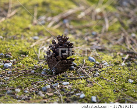 Pine cones that fell to the ground Pine cones that fell to the ground 137639115