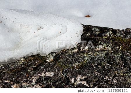 Melting white snow dramatically rests on a textured fallen tree trunk. Early spring scene, signaling nature's fresh awakening in March 137639151