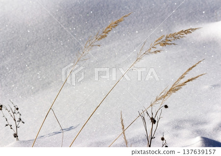 Dry winter grass stalks stand tall against a sparkling snowdrift, their delicate forms catching the bright sunlight and creating beautiful contrast Dry winter grass stalks stand tall against a sparkling snowdrift, their delicate forms catching the bright sunlight and creating beautiful contrast 137639157
