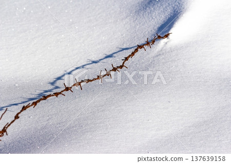 Rusty barbed wire emerges from pristine winter snow. A stark, chilling emblem of confinement, restriction, and forgotten desolate boundaries 137639158