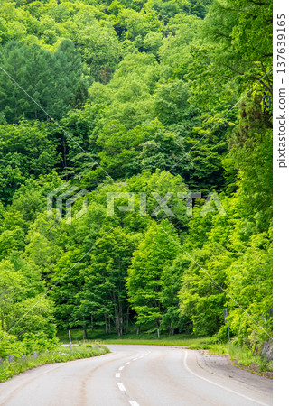 "Seseragi Kaido" in the fresh green season (Kiyomi Town, Takayama City, Gifu Prefecture) "Seseragi Kaido" in the fresh green season (Kiyomi Town, Takayama City, Gifu Prefecture) 137639165