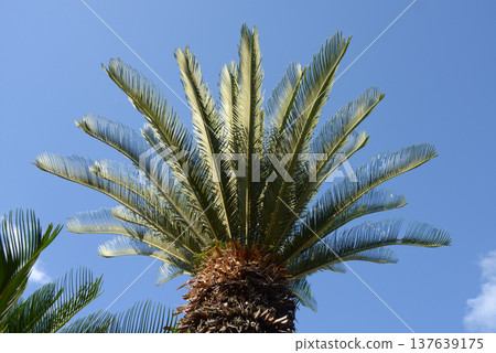 Cycads Cycads 137639175