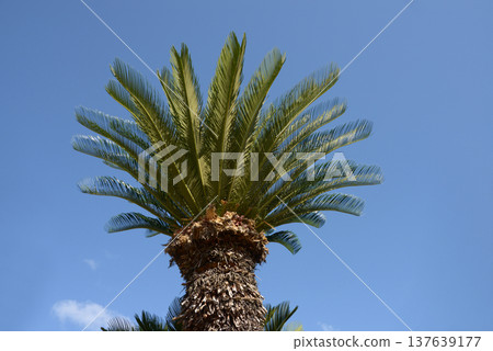 Cycads 137639177