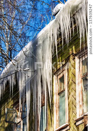 Huge shimmering icicles dangle from a weathered wooden house roof, glistening brightly in the sharp winter sun, highlighting frosty charm 137639247