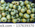 Fresh Green Tomatoes in Wooden Crates at Local Farmers Market. High quality photo 137639370
