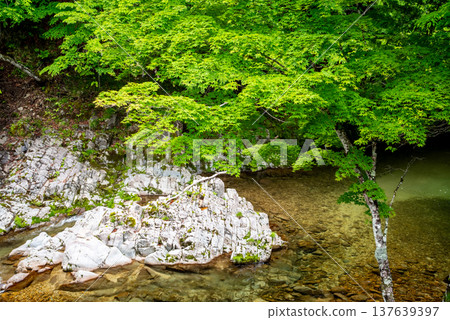 Scenery from the train window: "Mountain stream along Seseragi Kaido" (Kiyomi Town, Takayama City, Gifu Prefecture) 137639397