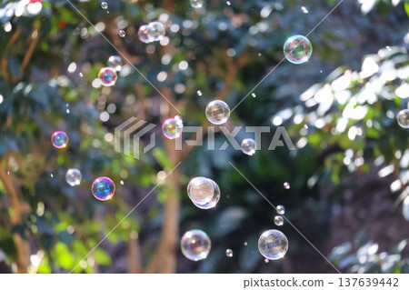 Soap bubbles in the forest Soap bubbles in the forest 137639442