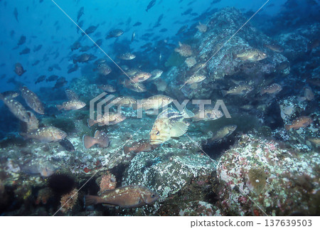 成群的條紋石斑魚和日本石斑魚 137639503