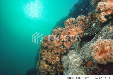 岩石海岸上的褶邊海葵 137639504