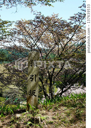 奈良吉野山櫻 137639533